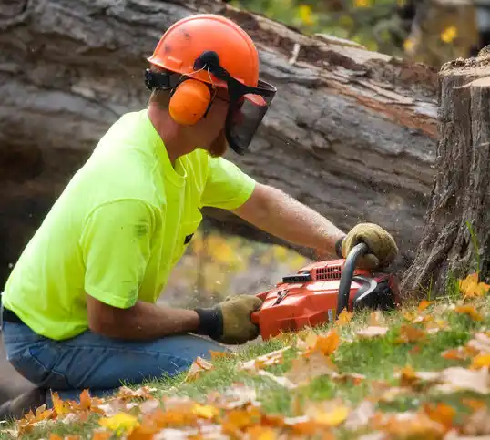 tree services Clearwater